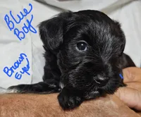 Little boy blue, a male Miniature Schnauzer for sale in Bedford, VA – 1 of 8