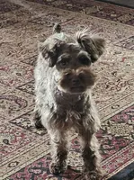 Little boy blue, a male Miniature Schnauzer for sale in Bedford, VA – 7 of 8