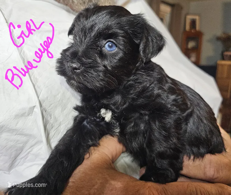 Little Pinky girl – Miniature Schnauzer puppy for sale in Bedford, VA