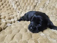 Little Pinky girl, a female Miniature Schnauzer for sale in Bedford, VA – 7 of 7