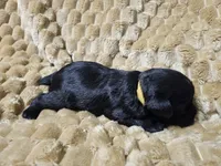 Little Carrot, a male Miniature Schnauzer for sale in Bedford, VA – 5 of 5