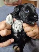 Baby Green white paw, a male Miniature Schnauzer for sale in Bedford, VA – 2 of 8