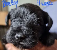 Little boy blue, a male Miniature Schnauzer for sale in Bedford, VA – 6 of 8