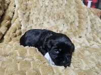 Baby Green white paw, a male Miniature Schnauzer for sale in Bedford, VA – 7 of 8