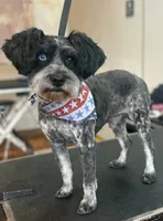 Little boy blue, a male Miniature Schnauzer for sale in Bedford, VA – 8 of 8