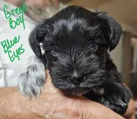 Baby Green white paw, a male Miniature Schnauzer for sale in Bedford, VA – 4 of 8
