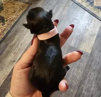 Little Pinky girl, a female Miniature Schnauzer for sale in Bedford, VA – 3 of 7