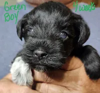 Baby Green white paw, a male Miniature Schnauzer for sale in Bedford, VA – 6 of 8
