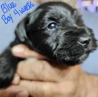 Little boy blue, a male Miniature Schnauzer for sale in Bedford, VA – 4 of 8