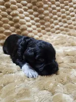 Baby Green white paw, a male Miniature Schnauzer for sale in Bedford, VA – 8 of 8
