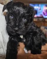 Little Pinky girl, a female Miniature Schnauzer for sale in Bedford, VA – 6 of 7