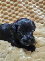 Little Pinky girl, a female Miniature Schnauzer for sale in Bedford, VA – 5 of 7