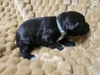 Little boy blue, a male Miniature Schnauzer for sale in Bedford, VA – 5 of 8