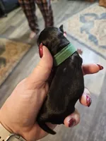 Baby Green white paw, a male Miniature Schnauzer for sale in Bedford, VA – 3 of 8