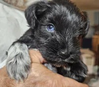 Baby Green white paw, a male Miniature Schnauzer for sale in Bedford, VA – 5 of 8