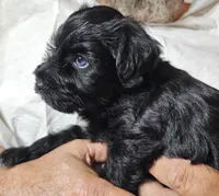 Little Pinky girl, a female Miniature Schnauzer for sale in Bedford, VA – 4 of 7
