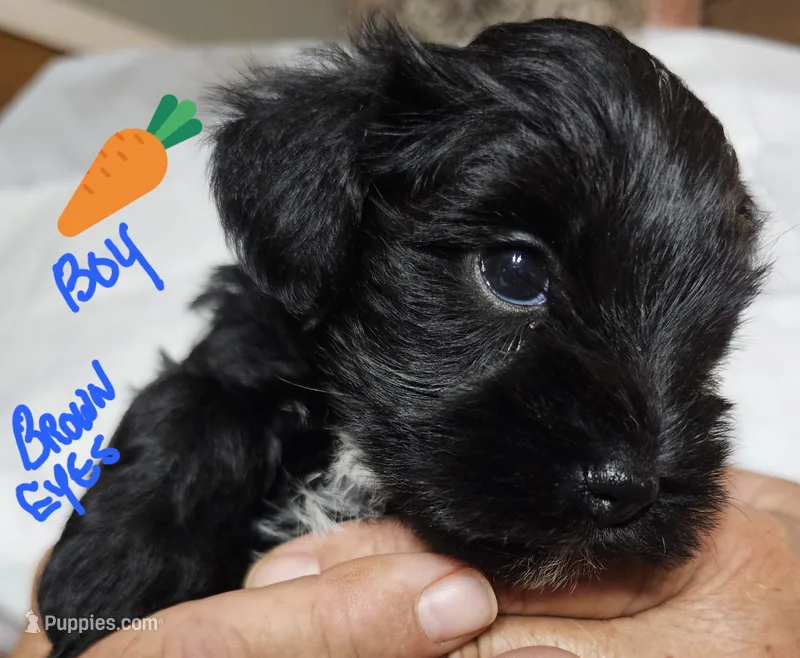 Little Carrot – Miniature Schnauzer puppy for sale in Bedford, VA
