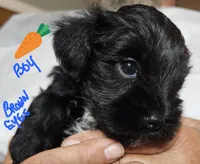 Little Carrot, a male Miniature Schnauzer for sale in Bedford, VA – 1 of 5