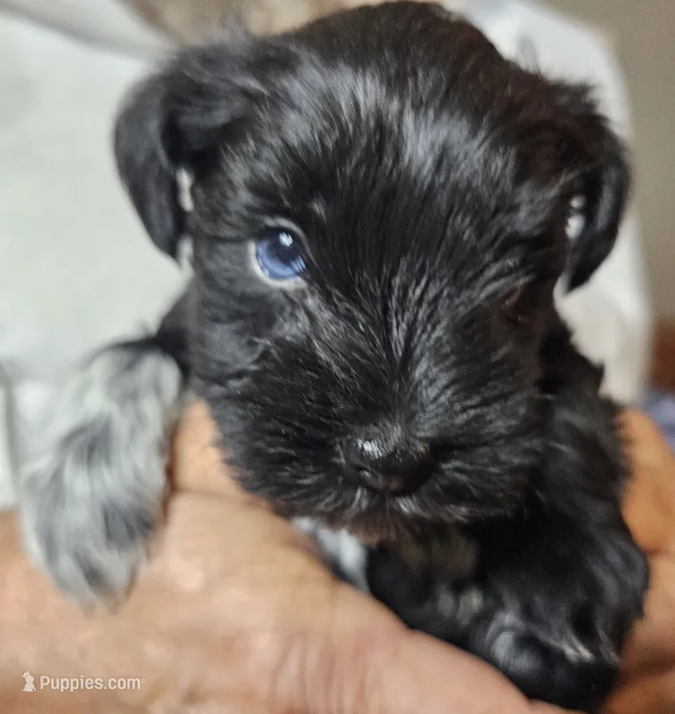 Baby Green white paw – Miniature Schnauzer puppy for sale in Bedford, VA