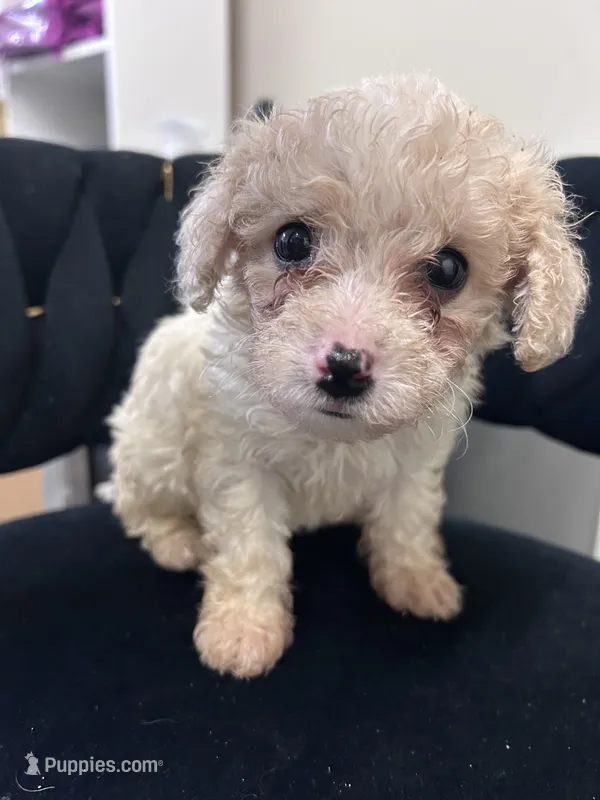 Luna – Maltipoo puppy for sale in Virginia Beach, VA