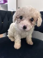 Luna, a female Maltipoo for sale in Virginia Beach, VA – 1 of 1