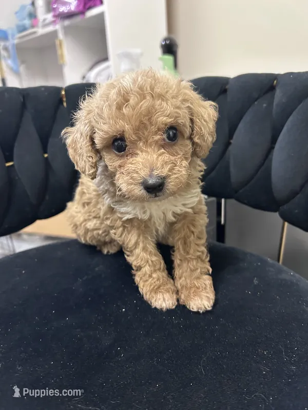 Teddy – Maltipoo puppy for sale in Virginia Beach, VA