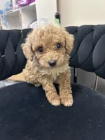 Teddy, a male Maltipoo for sale in Virginia Beach, VA – 1 of 1