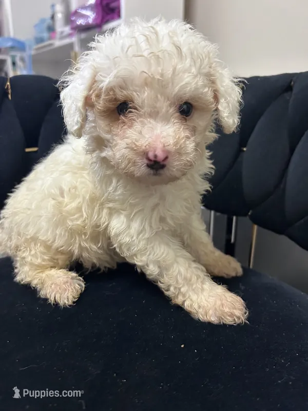 Snowy – Maltipoo puppy for sale in Virginia Beach, VA
