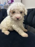 Snowy, a male Maltipoo for sale in Virginia Beach, VA – 1 of 1
