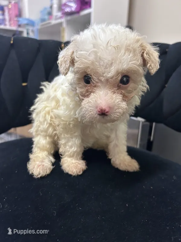 Marshmallow  – Maltipoo puppy for sale in Virginia Beach, VA
