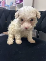 Marshmallow , a male Maltipoo for sale in Virginia Beach, VA – 1 of 1