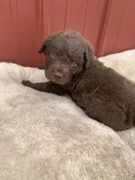 Tug, a male Chesapeake Bay Retriever for sale in Beldenville, WI – 2 of 7