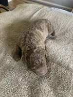 5, a female Chesapeake Bay Retriever for sale in Beldenville, WI – 2 of 2