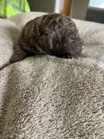 3, a male Chesapeake Bay Retriever for sale in Beldenville, WI – 2 of 2