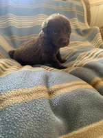 Orange , a male Chesapeake Bay Retriever for sale in Beldenville, WI – 1 of 4