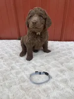 Grey, a female Chesapeake Bay Retriever for sale in Beldenville, WI – Photo 2 of 2