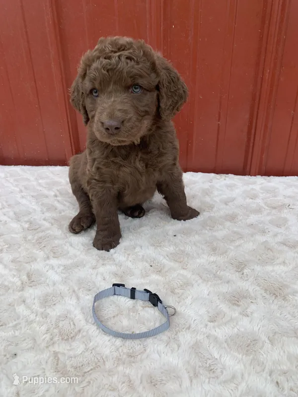 Grey – Chesapeake Bay Retriever puppy for sale in Beldenville, WI