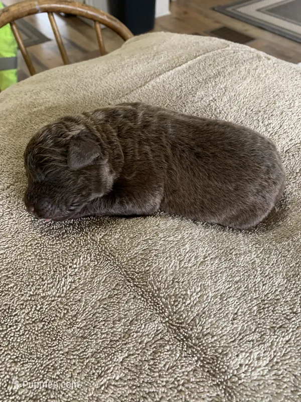1 – Chesapeake Bay Retriever puppy for sale in Beldenville, WI
