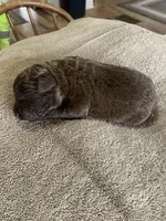 1, a male Chesapeake Bay Retriever for sale in Beldenville, WI – 1 of 2