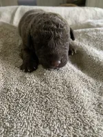 6, a female Chesapeake Bay Retriever for sale in Beldenville, WI – 2 of 2