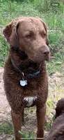 Tug, a male Chesapeake Bay Retriever for sale in Beldenville, WI – 6 of 7