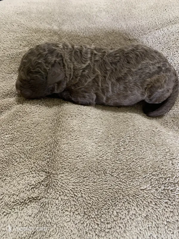 3 – Chesapeake Bay Retriever puppy for sale in Beldenville, WI