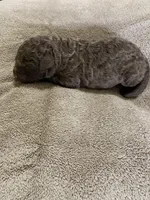 3, a male Chesapeake Bay Retriever for sale in Beldenville, WI – 1 of 2