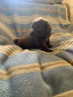 Orange , a male Chesapeake Bay Retriever for sale in Beldenville, WI – 4 of 4