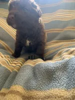 Black, a female Chesapeake Bay Retriever for sale in Beldenville, WI – 4 of 4
