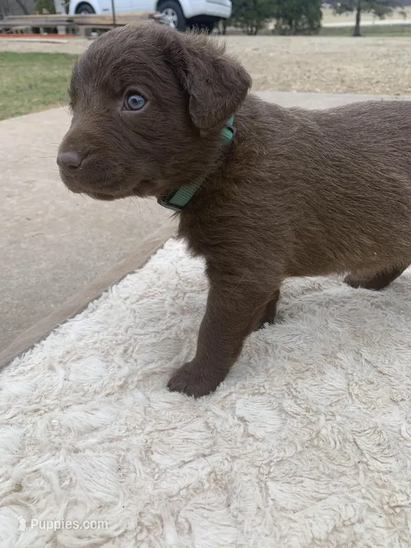 Green – Chesapeake Bay Retriever puppy for sale in Beldenville, WI