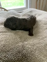 4, a male Chesapeake Bay Retriever for sale in Beldenville, WI – 2 of 2