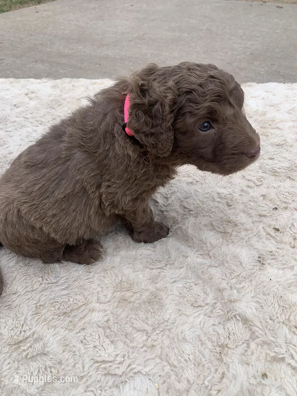Pink – Chesapeake Bay Retriever puppy for sale in Beldenville, WI