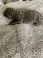 4, a male Chesapeake Bay Retriever for sale in Beldenville, WI – 1 of 2