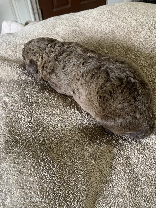 6 – Chesapeake Bay Retriever puppy for sale in Beldenville, WI